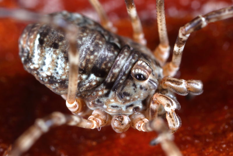 Rafalskia olympica bulgarica subadult