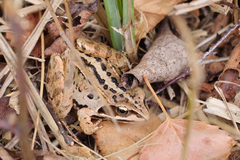 heikikker op het droge