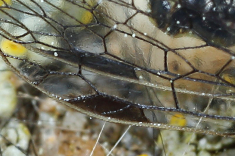 Kortvlekkameel, Raphidia ophiopsis, zwarte vlek met bovenliggende grote cel