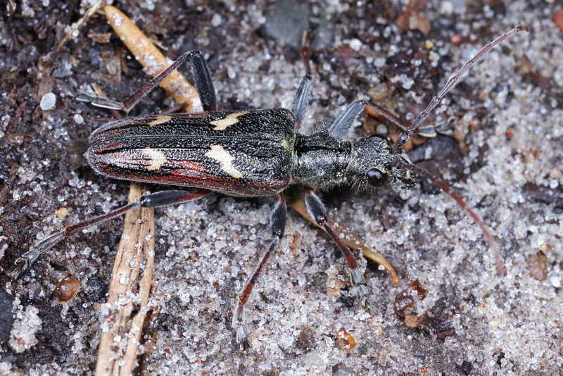 Bonte Ribbelboktor, Rhagium bifasciatum