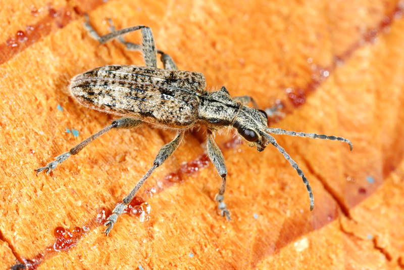 Grijze Ribbelboktor, Rhagium inquisitor
