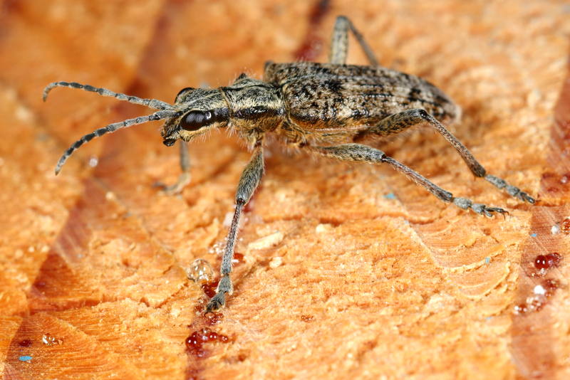 Grijze Ribbelboktor, Rhagium inquisitor