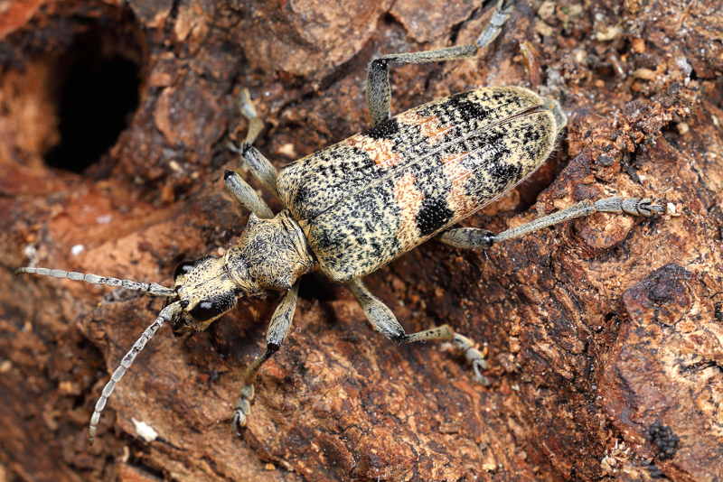 Geelzwarte Ribbelboktor, Rhagium mordax