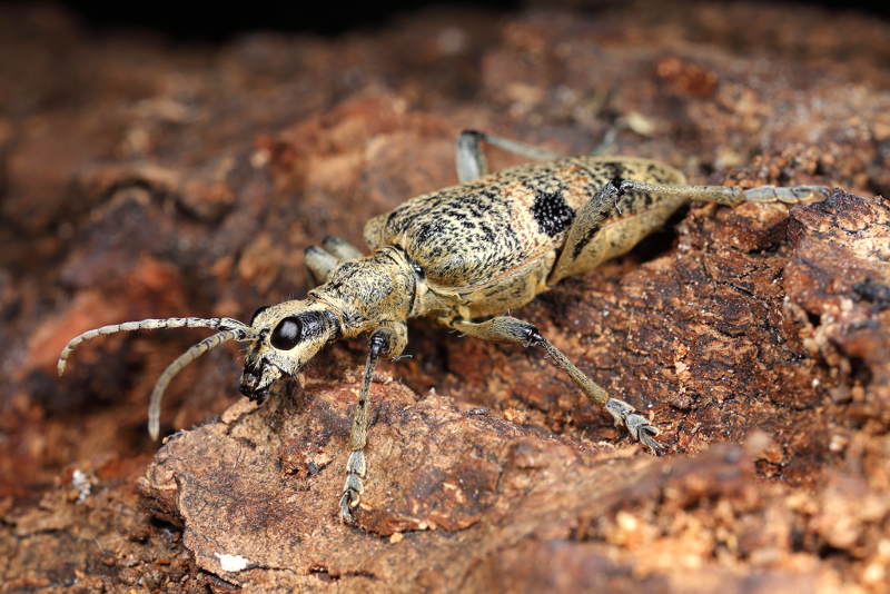 Geelzwarte Ribbelboktor, Rhagium mordax