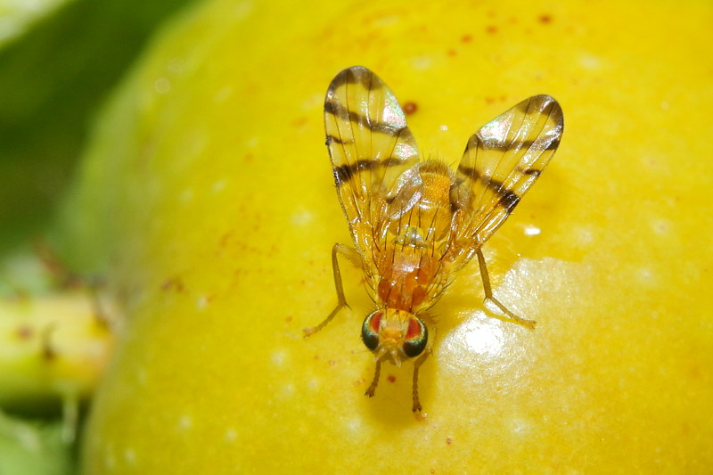 Smalband-rozenboorvlieg, Rhagoletis alternata