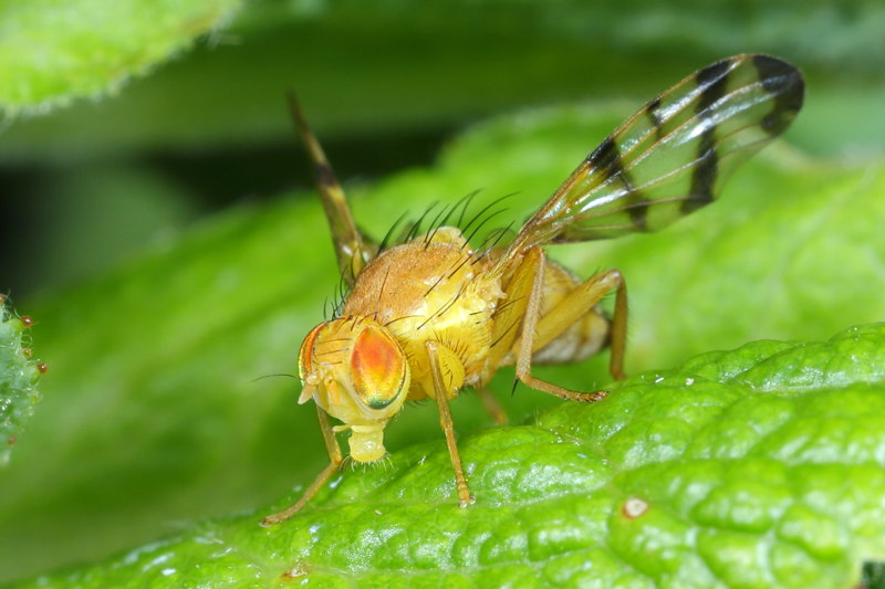 Smalband-rozenboorvlieg, Rhagoletis alternata