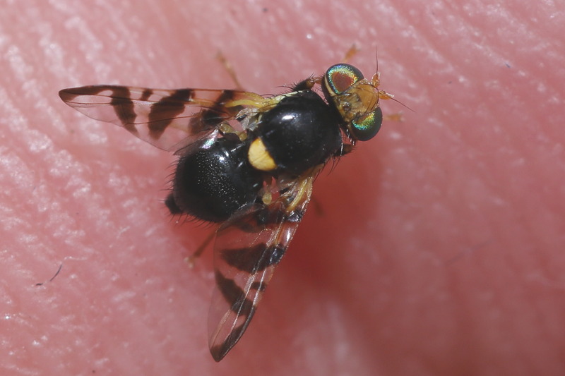 Europese kersenboorvlieg , Rhagoletis cerasi