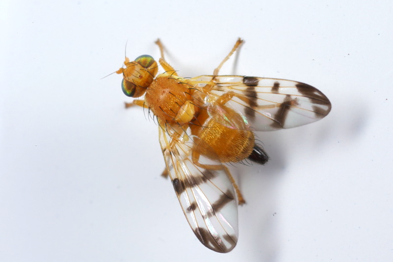 Berberisboorvlieg, Rhagoletis meigenii