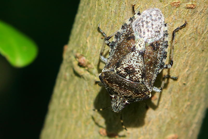 Rhaphigaster nebulosa, Grauwe schildwants
