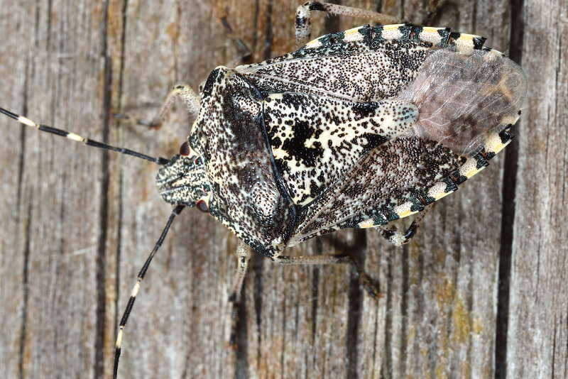 Rhaphigaster nebulosa, Grauwe schildwants
