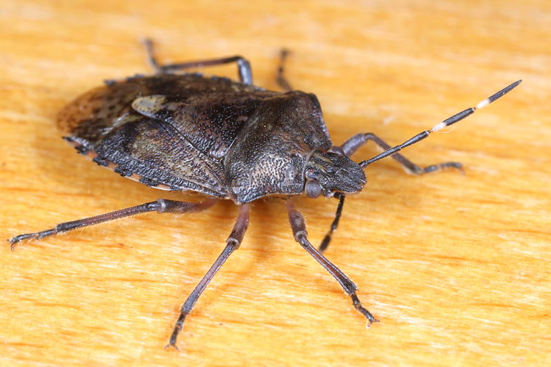 Rhaphigaster nebulosa, Grauwe schildwants, winterkleur