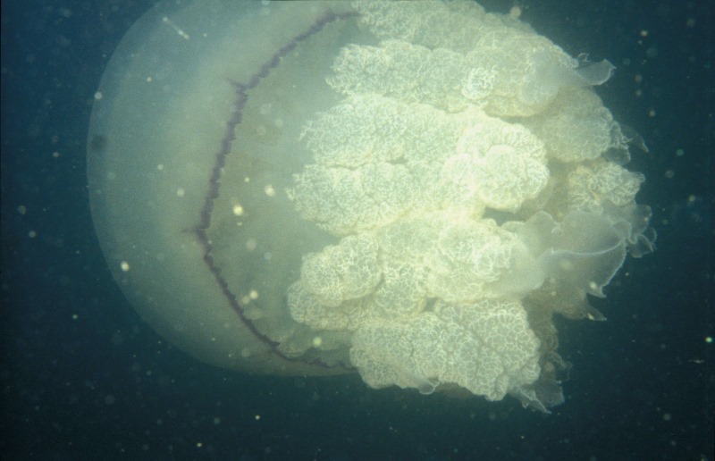 Zeepaddestoel, Rhizostoma pulmo