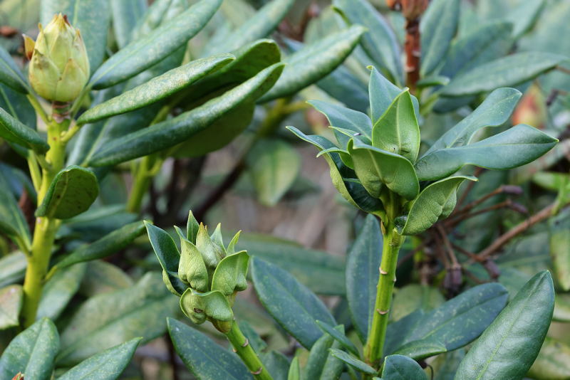 Rhododendron