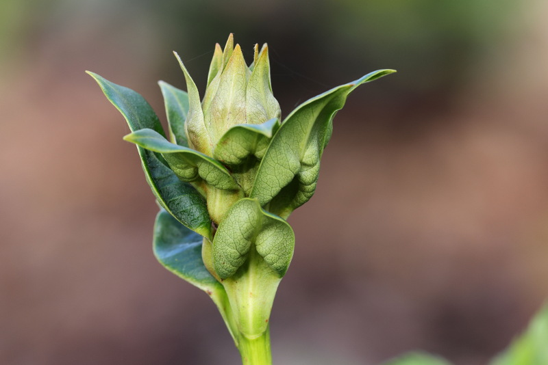 Rhododendron