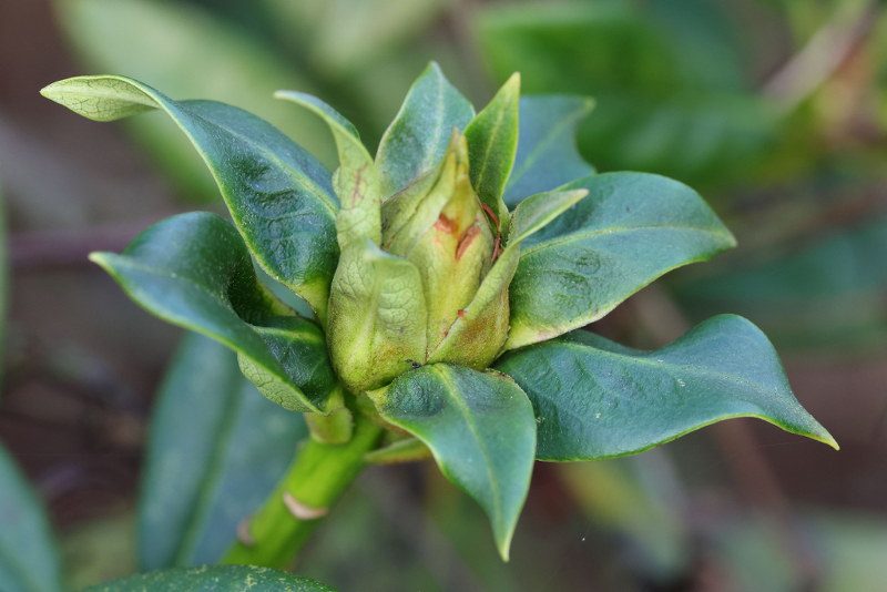 Rhododendron