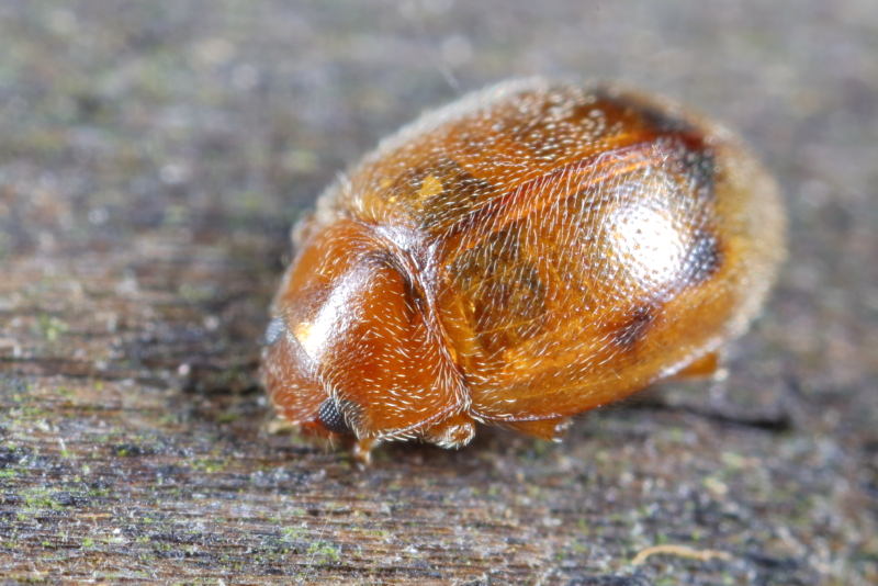 Graslandnepkapoentje, Rhyzobius litura