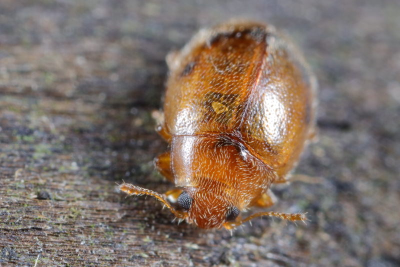 Graslandnepkapoentje, Rhyzobius litura