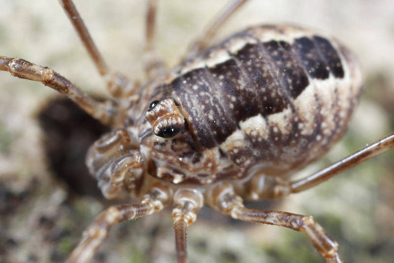 Rilaena triangularis