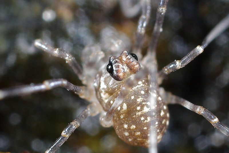 Rilaena triangularis juvenile