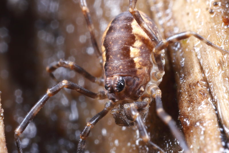 Rilaena triangularis juvenile