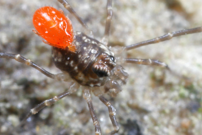 Rilaena triangularis, juveniel met mijt