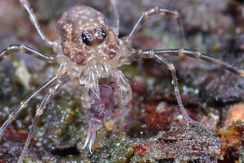 Rilaena triangularis, juvenile, eats a springtail