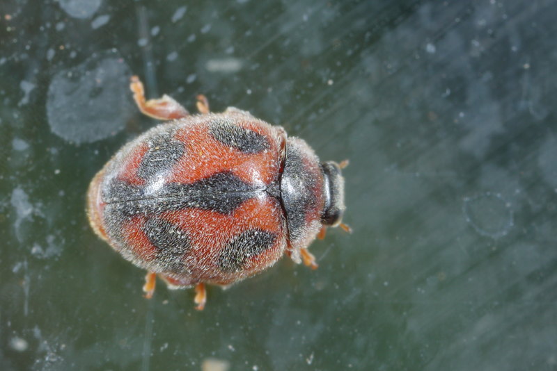 Vedalia-kever, Rodolia cardinalis