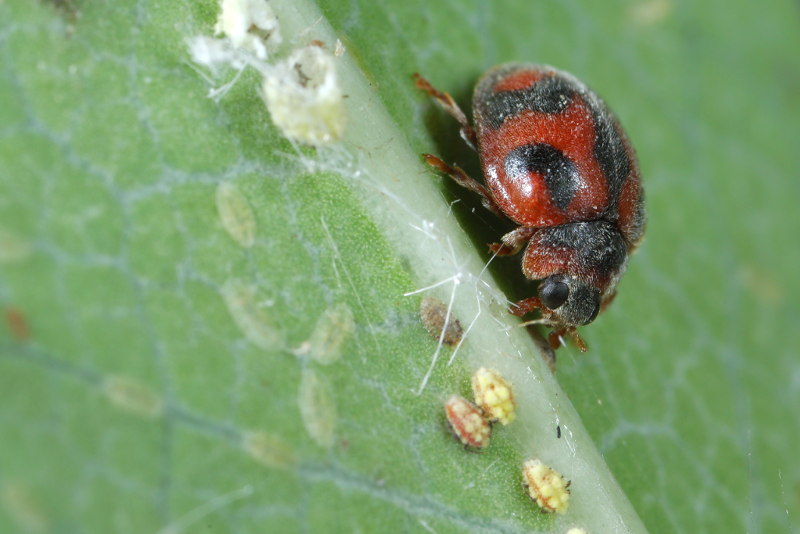 Vedalia-kever, Rodolia cardinalis