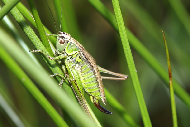Greppelsprinkhaan, Roeseliana roeselii, ♀