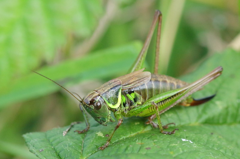 Greppelsprinkhaan, Roeseliana roeselii, ♀