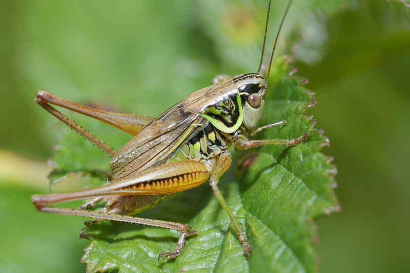 Greppelsprinkhaan, Roeseliana roeselii, ♂