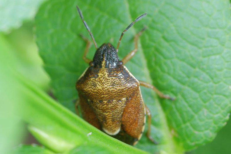 Rubiconia intermedia, Bosbesschildwants