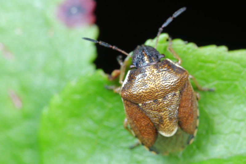 Rubiconia intermedia, Bosbesschildwants