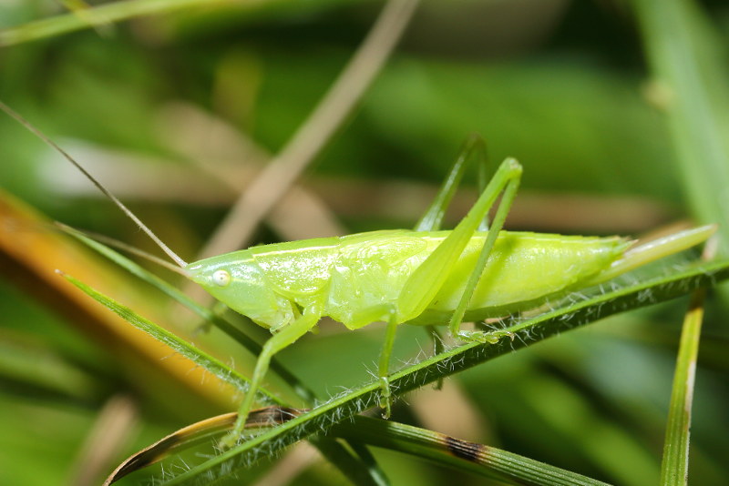 Grote spitskop, Ruspolia nitidula, juveniel