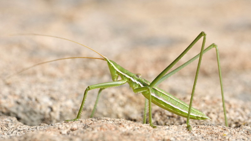 Saga campbelli &male; (BG)