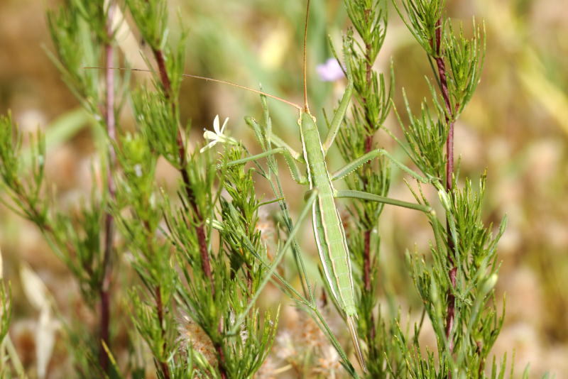 Saga campbelli &female; (BG)