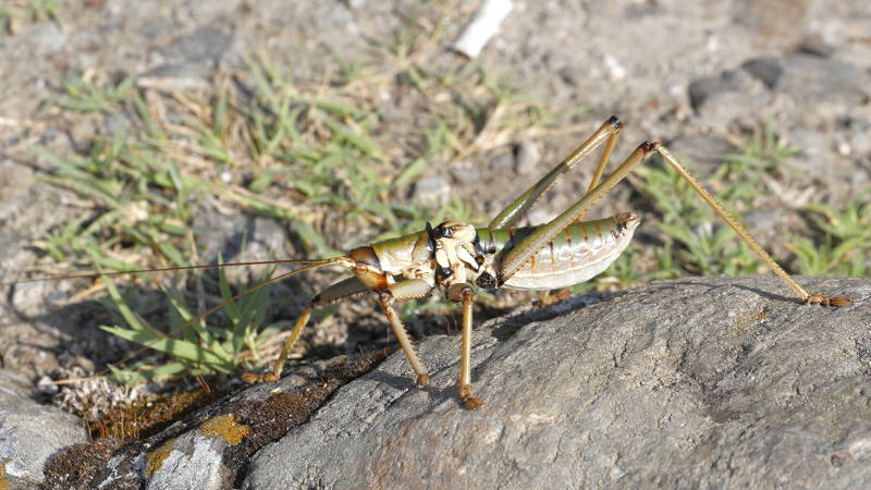 Balkanroofsprinkhaan, Saga natoliae &male; (BG)