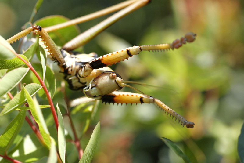 Balkanroofsprinkhaan, Saga natoliae &male; (BG)