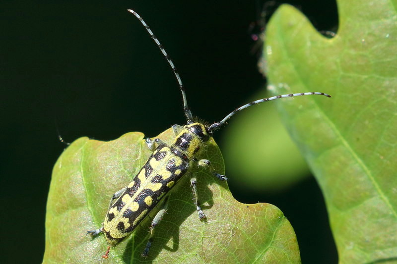 Ladderboktor, Saperda scalaris