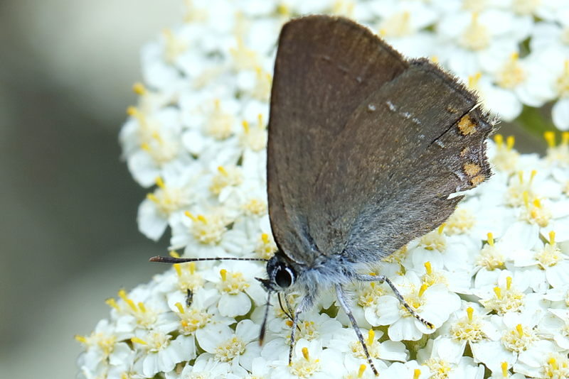 Kleine sleedoornpage - Satyrium acaciae (BG)