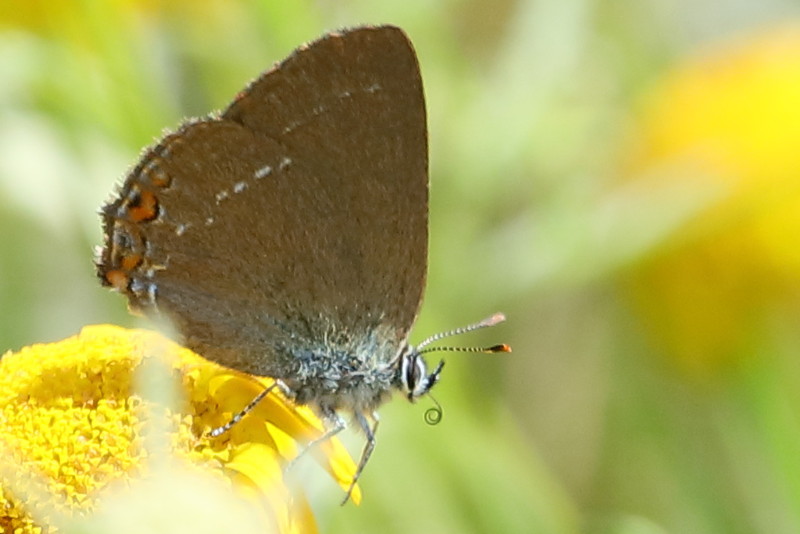 Kleine sleedoornpage - Satyrium acaciae (BG)