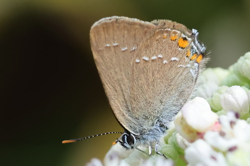 Kleine sleedoornpage - Satyrium acaciae (E)