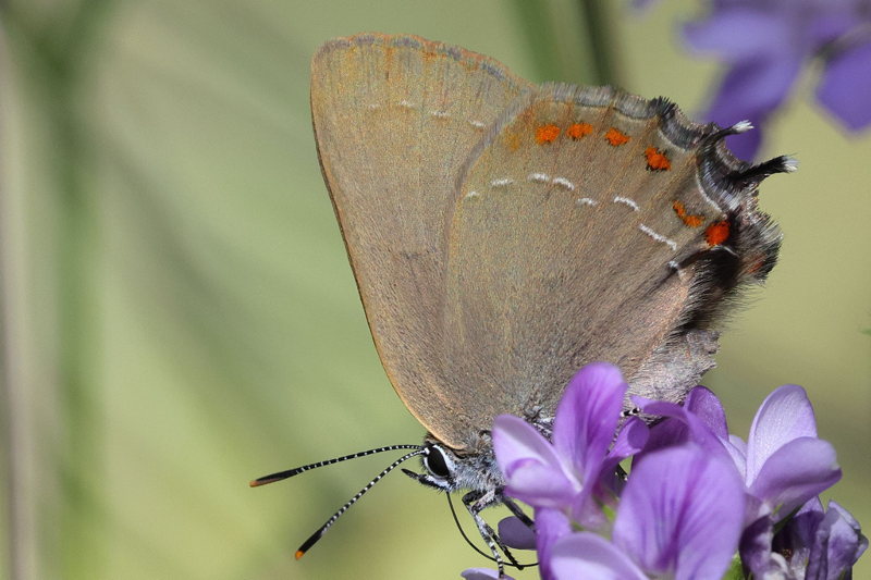 Spaanse eikenpage, Satyrium esculi (E)