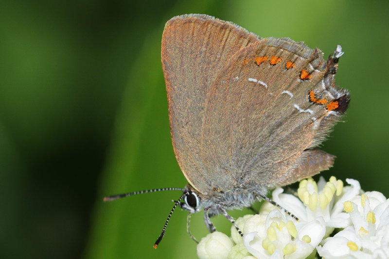 Spaanse eikenpage, Satyrium esculi (E)