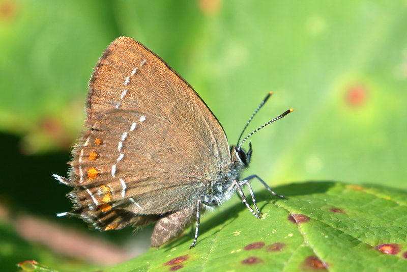 Bruine eikenpage - Satyrium ilicis (BG)