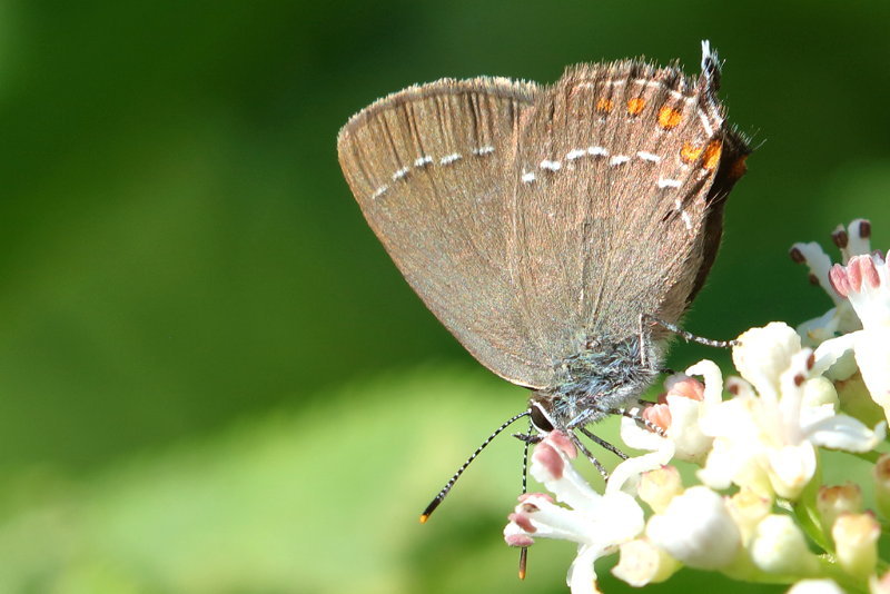 Bruine eikenpage - Satyrium ilicis (BG)