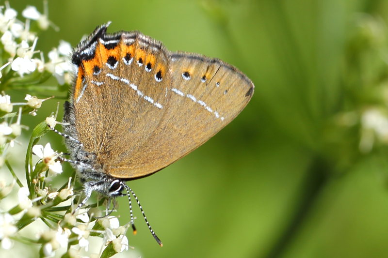 Pruimenpage - Satyrium pruni (BG)