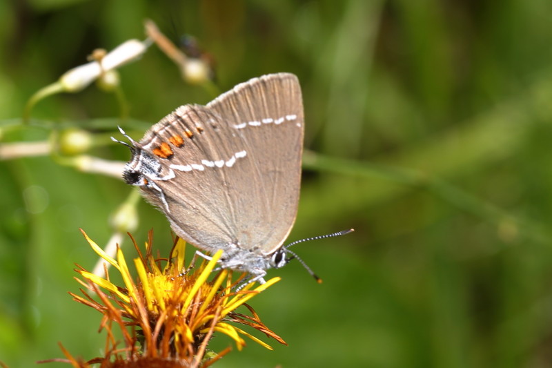 Wegedoornpage - Satyrium spini (CZ)