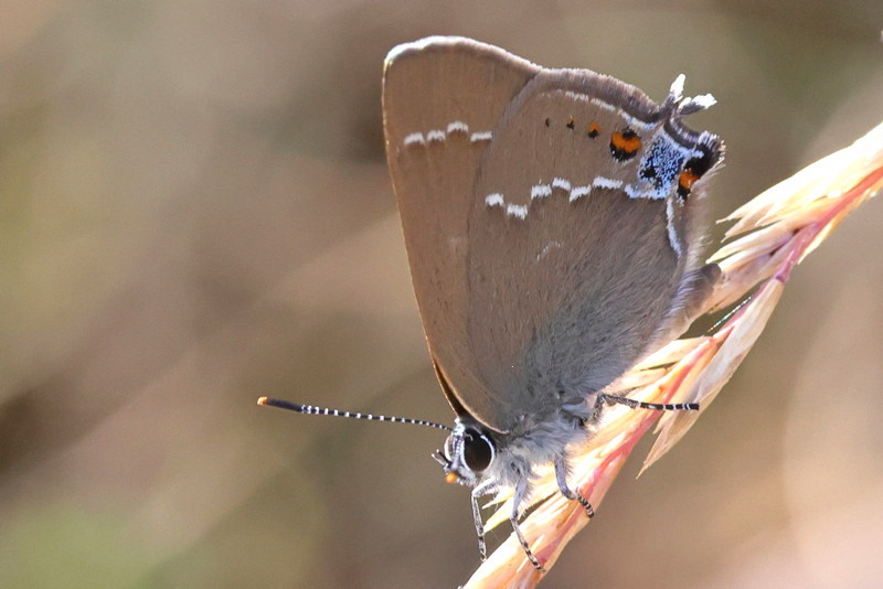 Wegedoornpage - Satyrium spini (E)