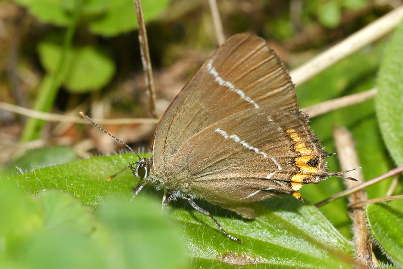 Iepenpage - Satyrium w-album (SK)